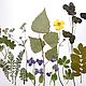 Гербарий 2 набора сухоцветы лесные и луговые для смолы №5, Цветы сухие и стабилизированные, Барнаул,  Фото №1