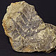 Вайя древнего папоротника Cladophlebis, Минералы, Ростов-на-Дону,  Фото №1