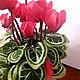 Цикломен. Цветы. 'Цветочный рай' Цветы из полимерной глины. Марина Петрик. (petrikmarina). Ярмарка Мастеров.  Фото №4