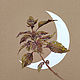 Картина Лунный базилик - Ботаническая акварель, Картины, Омск,  Фото №1