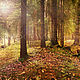 Алина Сапогова. Авторская фотокартина ` Deep forest`.  Фотокартина волшебного леса. Фотокартина для интерьера. Лесной пейзаж. Авторская фотография. Эксклюзивная художественная фотография.