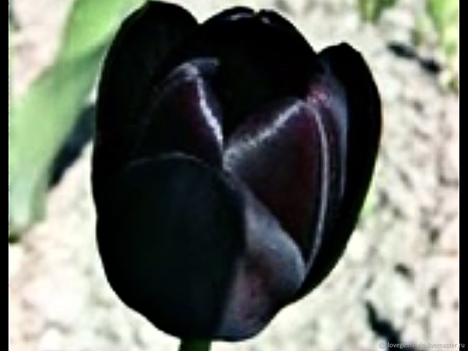 522 Черный тюльпан