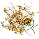 Tansy inflorescence. Flowers are dry and stable. Skrabiki. Ярмарка Мастеров.  Фото №4