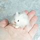 Белый кролик Кролик миниатюра Кролик из шерсти. Войлочная игрушка. Vladlena_Mi. Интернет-магазин Ярмарка Мастеров.  Фото №2