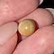 Природный жемчуг Мело(Melo), 4,65ct, Минералы, Москва,  Фото №1