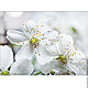 Заказать Пастель. Fotodesign. Ярмарка Мастеров. . Фотокартины Фото №3