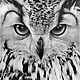 Картина Портрет совы, бумага. карандаш, 40х40, Картины, Москва,  Фото №1