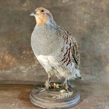 Перья куропатки Hareline Premium Hungarian Partridge Feathers