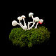 Decorative mushrooms glowing in the dark. Miniature plants and flowers. asbaik (asbaik). My Livemaster. Фото №5