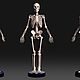 Заказать  Фигурка Скелет человека мужской. Высокое 3D искусство. Ярмарка Мастеров. . Статуэтки Фото №3