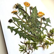 Сухоцветы золотарник плоский гербарий цветы гречихи объём