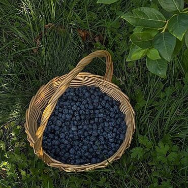 Черника в меду сила леса. Сила природы для здоровья. Подарки и сувениры ручной работы - Ярмарка Мастеров Подарки и сувениры ручной работы. Ярмарка Мастеров - ручная работа Черника в меду сила леса. Handmade.
