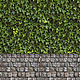 Виниловый фотофон "Стена из плюща, каменная брусчатка", 150х350 см, Фото, Новосибирск,  Фото №1