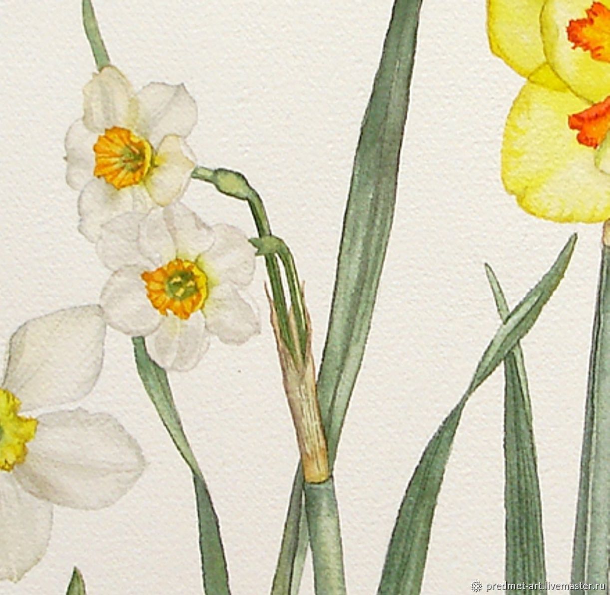 Нарцисс ботанический рисунок