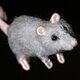 Mice, mice, rats. Felted Toy. zverki (zverki). My Livemaster. Фото №6