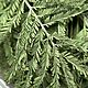 Сухоцвет зелень мимозы 200мл. Сухоцветы для творчества. wow_flowers_26. Интернет-магазин Ярмарка Мастеров.  Фото №2
