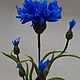 василёк. Цветы. Fleurina. Ярмарка Мастеров.  Фото №5
