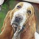 Pet portrait, oil painting. Pictures. Belasla. My Livemaster. Фото №5