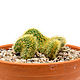 Isolated pictures of cactus Cleistocactus 9 photos. Photo. merlin-hat (Merlin-hat). My Livemaster. Фото №5
