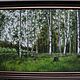 The birch grove. 50h70cm, Pictures, Moscow,  Фото №1