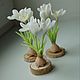  White crocus - primrose on the saw, Gifts for March 8, Moscow,  Фото №1