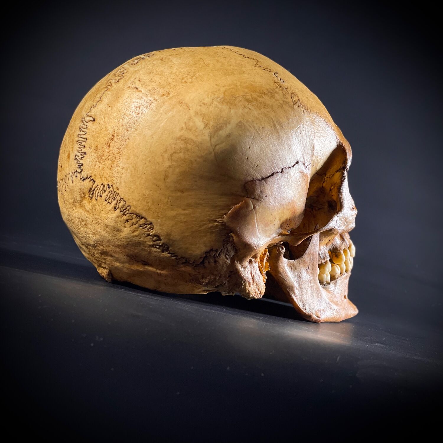 Анатомический субстрат черепа человека