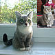 Cat Bonya photos, felted cat portrait likeness. Felted Toy. Woolen Zoo. My Livemaster. Фото №6