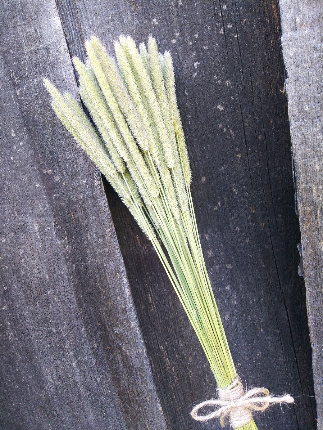 Тимофеевка (флум) натуральная, 50 шт купить в интернет-магазине Ярмарка ...