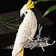 Белый какаду. Брошь.Попугай. Брошь-булавка. Wonderful bird. Irina Zhovner. Интернет-магазин Ярмарка Мастеров.  Фото №2