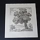Etching Shervinsky And. With. ' Rural landscape'. Vintage interior. 1000-melochej. Online shopping on My Livemaster.  Фото №2