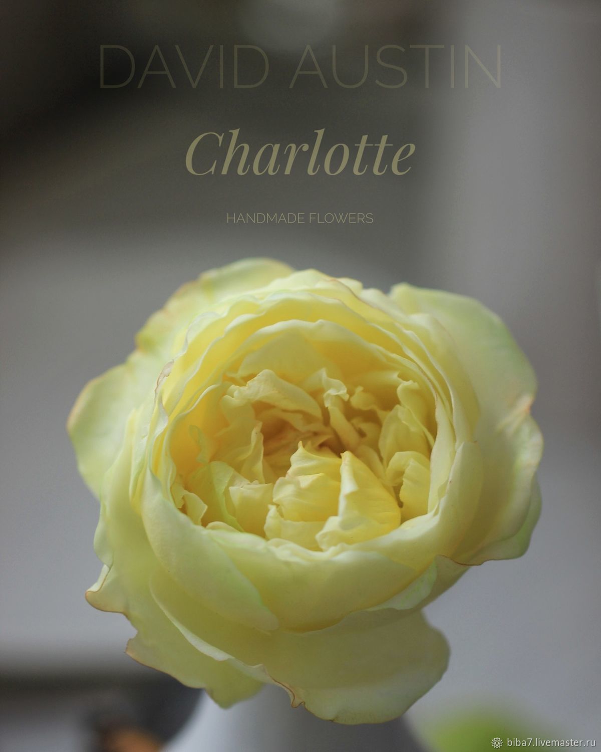 Роза Шарлотта желтая