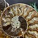 Ammonite is a natural fossil. An unusual gift art 680. Stones. Iz kamnej. My Livemaster. Фото №6