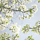 Photo pictures of white flowers, cherry blossoms 'White spring', Fine art photographs, Moscow,  Фото №1