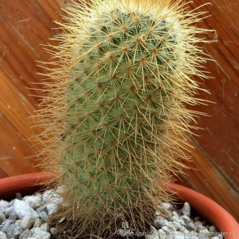 Суккулент Кактус Mammillaria magnifica семена 10 ШТ в интернет-магазине ...