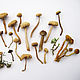 Грибы сухие натуральные 0,3 - 1,7 см. Маленькие грибочки, Сухоцветы для творчества, Ветлуга,  Фото №1