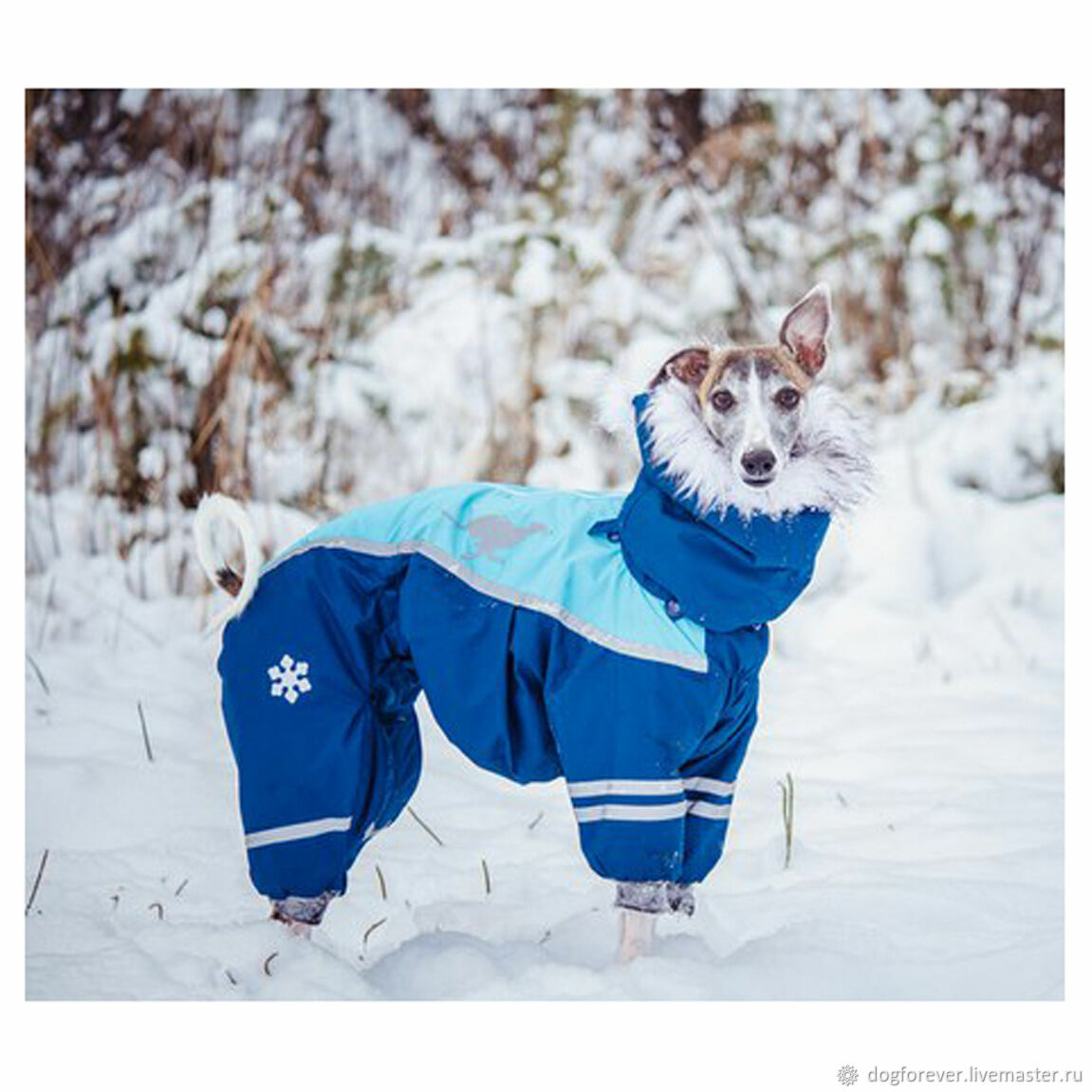 Одежда для собак карликовый пинчер в интернет-магазине saledogs.ru