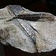 Stavrolite in the shale (large collector's sample) Cave.Kolski s. Minerals. Stones of the World. My Livemaster. Фото №4