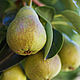 153 Садовая Груша (Orchard Pear) Candlescience отдушка свечная, Материалы для свечей, Красноярск,  Фото №1