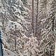  Winter forest, Pictures, Moscow,  Фото №1