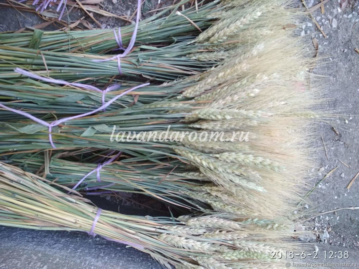 Пшеница разноцветная, Материалы для флористики, Мытищи,  Фото №1