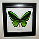 Бабочка Приамус Ornithoptera priamus, Картины, Лотошино,  Фото №1
