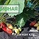 Заказать Дивная. Каменская клубника. Ярмарка Мастеров. . Клумба Фото №3