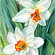 Watercolor 'Daffodils'. Author: Zheltysheva Tatiana, Pictures, Ekaterinburg,  Фото №1