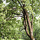 Фотокартина 50×70 см: Летний пейзаж (№1), авторский фотопринт в раме, Фотокартины, Санкт-Петербург,  Фото №1
