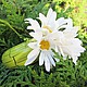Браслет " Ромашковое лето". Браслет из бусин. Sezam.Flowers. Интернет-магазин Ярмарка Мастеров.  Фото №2