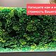  Стабилизированный мох - панно, Элементы интерьера, Москва,  Фото №1