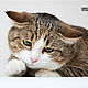Кошка, которой сначало не повезло, а потом повезло с хозяевами. Фотокартины. Fotodesign. Ярмарка Мастеров.  Фото №4
