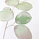 'A sprig of eucalyptus' watercolor, flowers, plants. Pictures. Nadezda Perova. Online shopping on My Livemaster.  Фото №2
