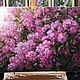Oil painting 'lilacs', Pictures, Moscow,  Фото №1