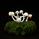 Декоративные грибы светящиеся в темноте, Мини растения и цветы, Иркутск,  Фото №1